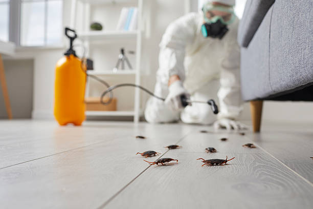 Post-Treatment Bed Bug Interceptor Monitoring in New Hempstead